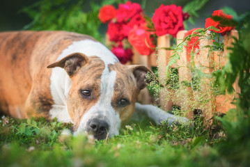 American staffordshire terrier dog lying near a garden fence