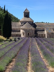 Lavender field at abbey in France