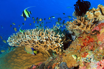 Naklejka na ściany i meble The Pristine and Colorful Coral Reefs of Komodo, Indonesia
