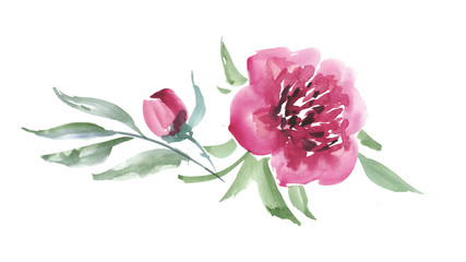 pink peon flower watercolor illustration.