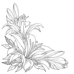 Vector bouquet with ornate white Lily flower, buds and leaves in black isolated on white. Corner composition with lilies. Floral elements in contour style for summer design and coloring book.