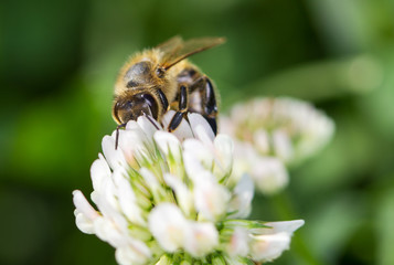 Honey bee feeding on the flower of clover.