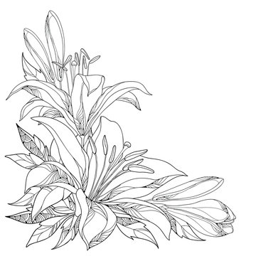 Vector bouquet with ornate white Lily flower, buds and leaves in black isolated on white. Corner composition with lilies. Floral elements in contour style for summer design and coloring book.