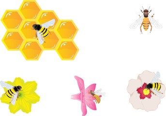 Bee, honey, bright flowers, isolated vector illustration