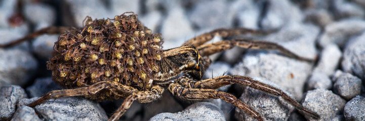 Female wolf spider with babies
