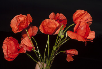 bouquet of red poppy