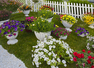 Flowers in pots on the lawn. Landscaping