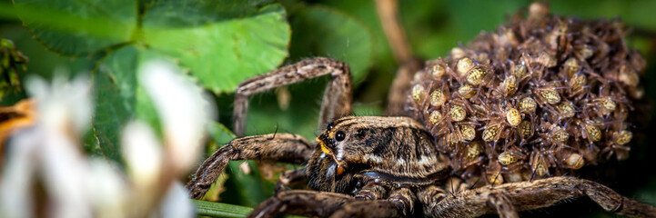 Female wolf spider with babies