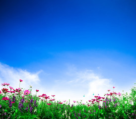 Obraz na płótnie Canvas Cosmos flowers. Fresh flowers on blue sky background. Flower garden