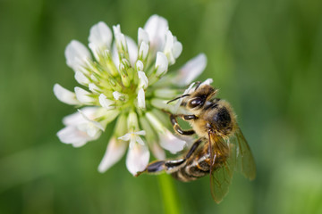 Honey bee feeding on the flower of clover.