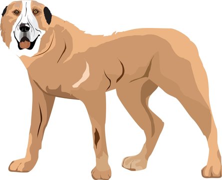 Kazakh sheepdog tobet isolated on white vector illustration