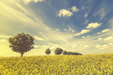 Obraz premium panorama wiosennego pola 