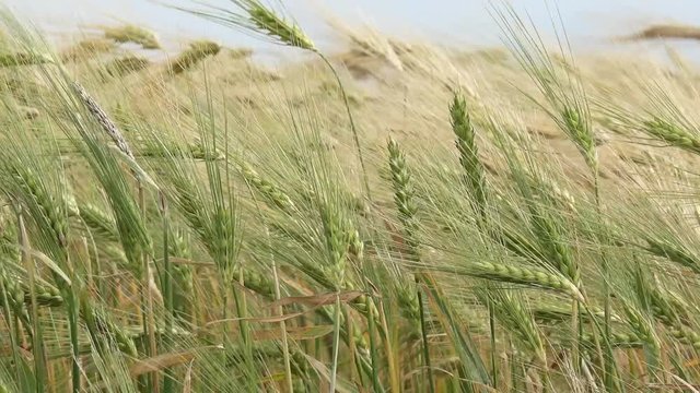 cornfield in the wind in nature