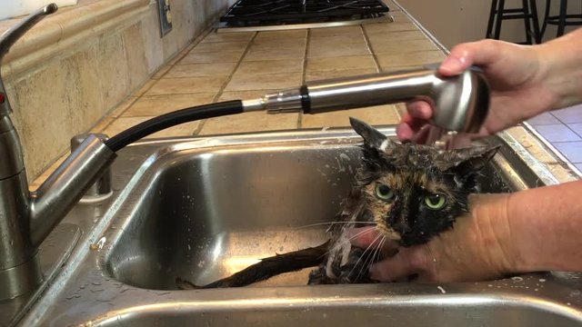 4K HD Video of a cat getting a flea bath. Fleas and ticks are a common pest with household pets during the spring and summer especially. Very unhappy wet tortoiseshell torbie tabby cat.