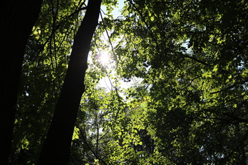 the sun's rays make their way through the green foliage of the tree in the forest
