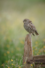 Little owl in British farmland