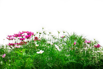 Obraz na płótnie Canvas Fresh flowers and green grass on white background, Pink cosmos flowers