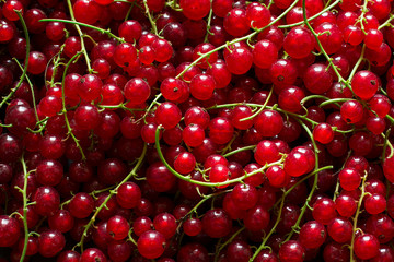 Fresh red currant background