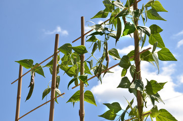 Bean plant climbs over the bamboo ladder, blue sky in background