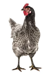 Zelfklevend Fotobehang Kip a hen - chicken isolated on white background