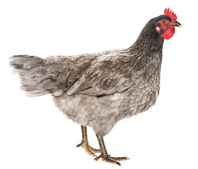 a hen - chicken isolated on white background
