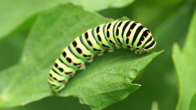 Schwalbenschwanz Raupe