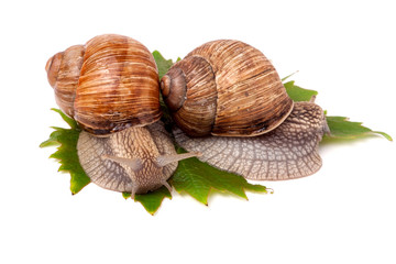 two snails crawling on the grape leaves white background