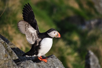 Puffin / Puffins are any of three small species of alcids in the bird genus Fratercula with a brightly coloured beak during the breeding season.