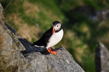 Fototapeta premium Puffin / Puffins are any of three small species of alcids in the bird genus Fratercula with a brightly coloured beak during the breeding season.