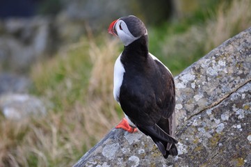Puffin / Puffins are any of three small species of alcids in the bird genus Fratercula with a brightly coloured beak during the breeding season.