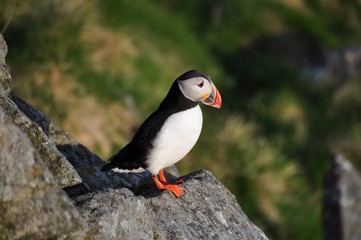 Puffin / Puffins are any of three small species of alcids in the bird genus Fratercula with a brightly coloured beak during the breeding season.