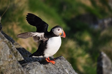 Puffin / Puffins are any of three small species of alcids in the bird genus Fratercula with a brightly coloured beak during the breeding season.