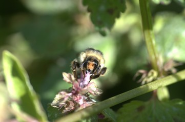 Bees