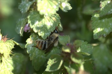 Bees