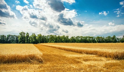 Kornfeld im Sommer vor m&auml;hen