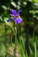one blue iris in the garden