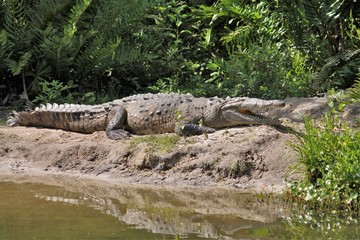 A large alligator sunning himself on a river bank in Florida.