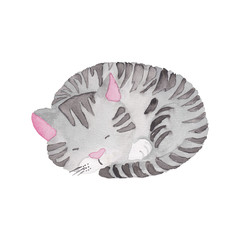 Cat sleeping illustration isolated on the white