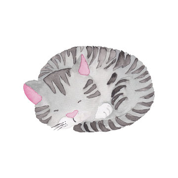 Cat Sleeping Illustration Isolated On The White