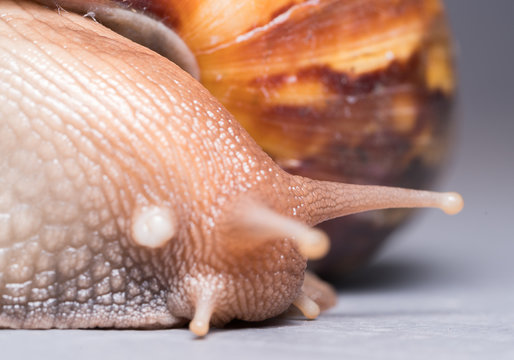 Snail close-up
