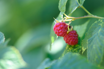 Sweet and tasty raspberry