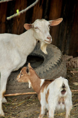 Obraz premium Ziegen