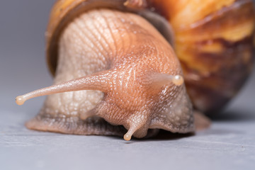 Snail close-up, macro

