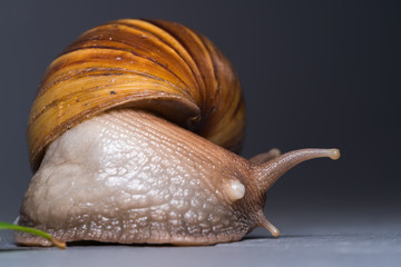 Snail close-up, macro

