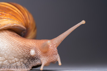 Snail close-up, macro

