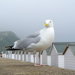 Seagull with beach huts in Seaton, Devon