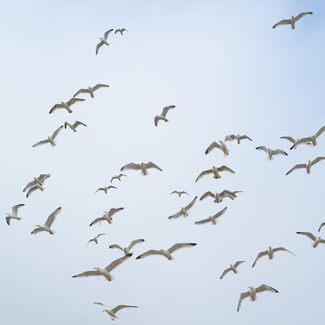 Flock of seagulls in coastal town Seaton, Devon