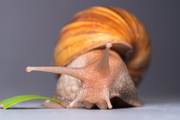Close up of a snail
