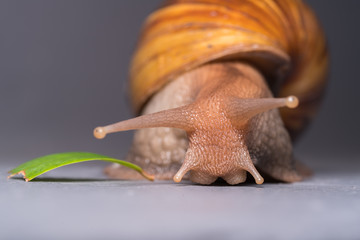 Close up of a snail
