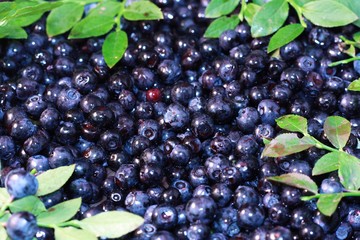 Freshly picked blueberries as background